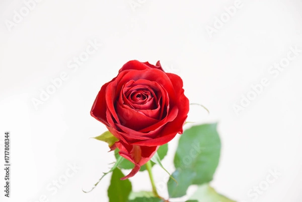 Fototapeta 赤い薔薇