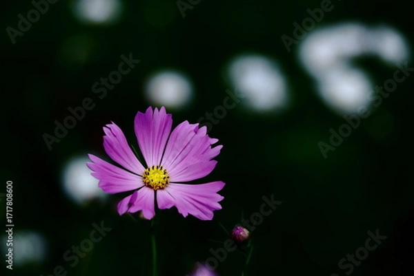 Fototapeta 秋風に揺れて咲く