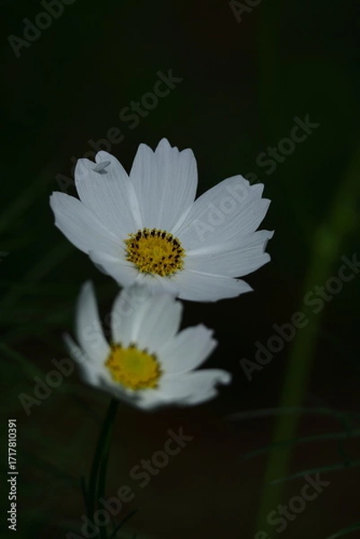 Fototapeta 秋風に揺れて咲く