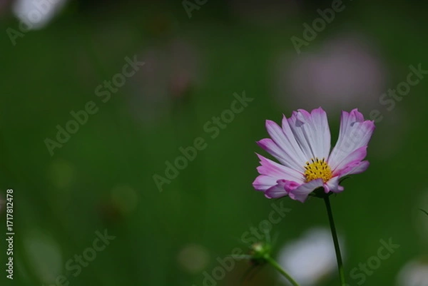 Fototapeta 秋風に揺れて咲く