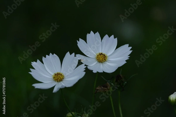 Fototapeta 秋風に揺れて咲く