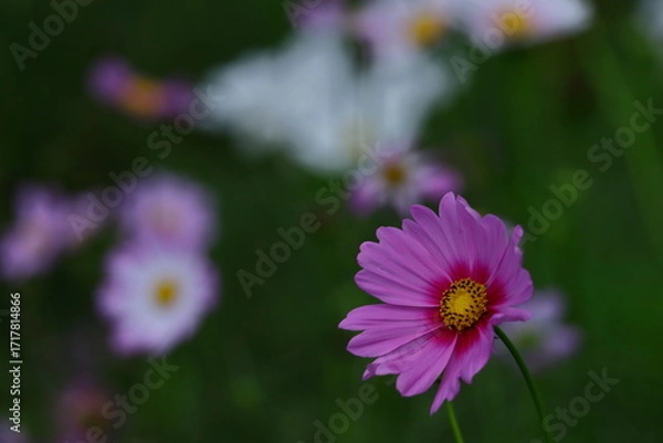 Fototapeta 秋風に揺れて咲く