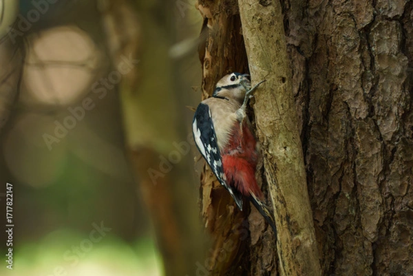 Fototapeta 北海道の野鳥