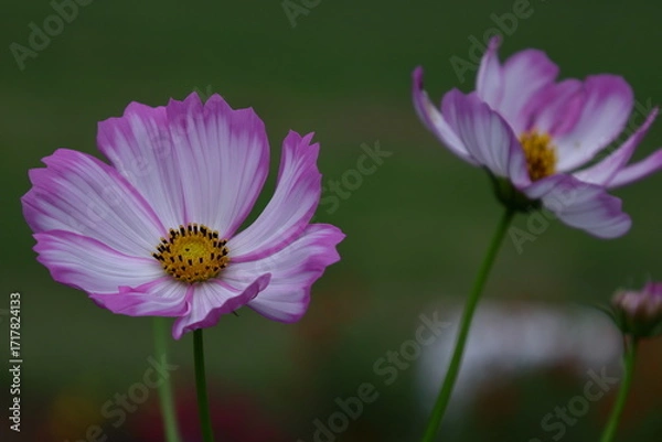 Fototapeta 秋風に揺れて咲く