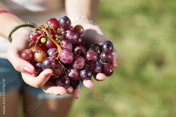 Fototapeta Holding grapes
