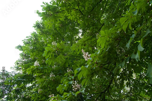 Fototapeta Chestnut tree branches in bloom with green leaves and white flowers, a symbol of Kyiv.