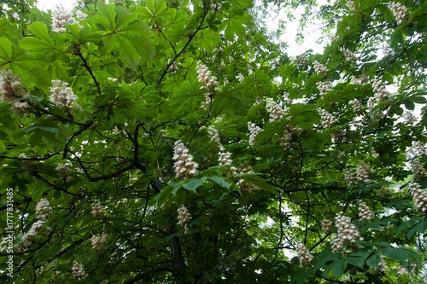Fototapeta Chestnut tree branches in bloom with green leaves and white flowers, a symbol of Kyiv.