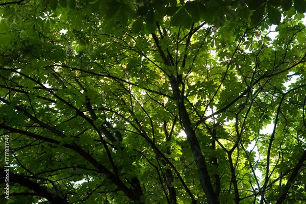 Fototapeta Chestnut tree branches with green leaves against the sky, a symbol of Kyiv, bathed in soft daylight.