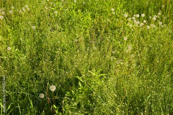 Fototapeta Green grass bathed in sunlight, with dandelion leaves and stems