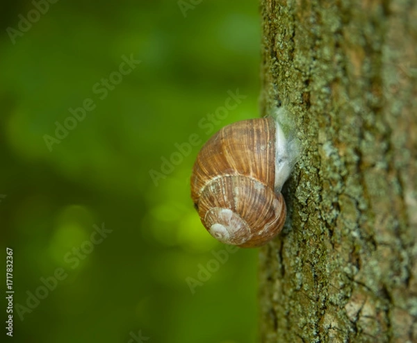 Fototapeta A snail on a vertical tree trunk with lichen on the bark, against a blurred green background. Selective focus highlights the small creature.