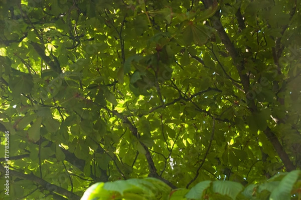 Fototapeta Chestnut tree branches with green leaves against the sky, a symbol of Kyiv, bathed in soft daylight.