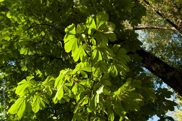 Fototapeta Chestnut tree branches with green leaves against the sky, a symbol of Kyiv, bathed in soft daylight.