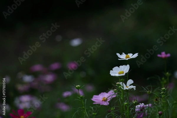 Fototapeta 秋風に揺れて咲く