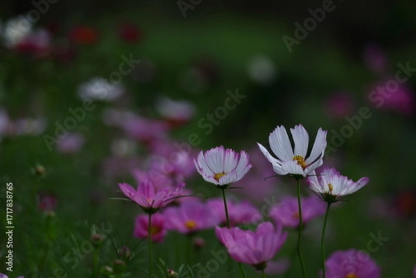 Fototapeta 秋風に揺れて咲く