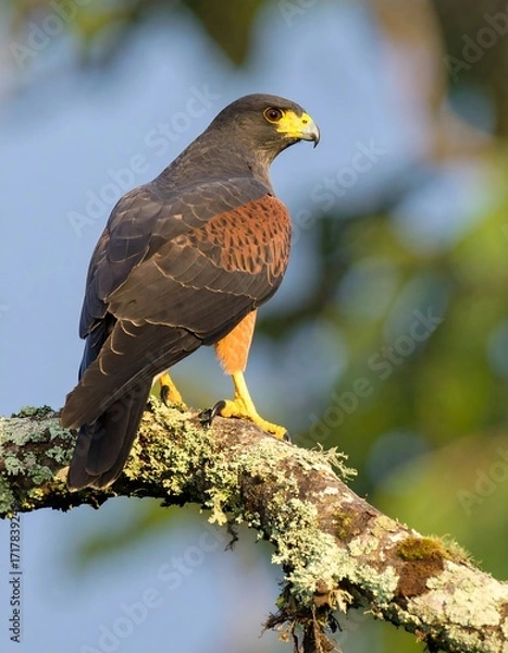 Obraz Hawk perched on branch