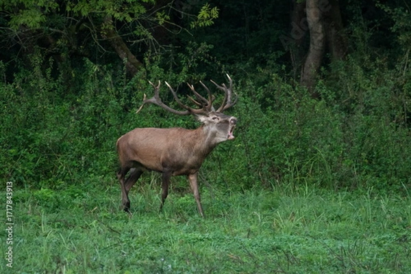Fototapeta Red deer with big antlers in mating season	