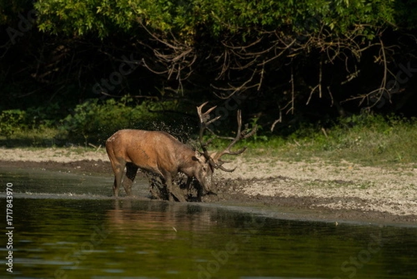 Fototapeta A beautiful deer with big antlers bathes in the Danube river	