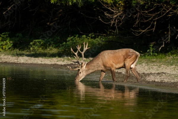 Fototapeta A beautiful deer with big antlers bathes in the Danube river	