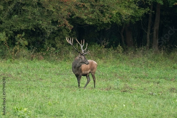 Fototapeta Red deer with big antlers in mating season	