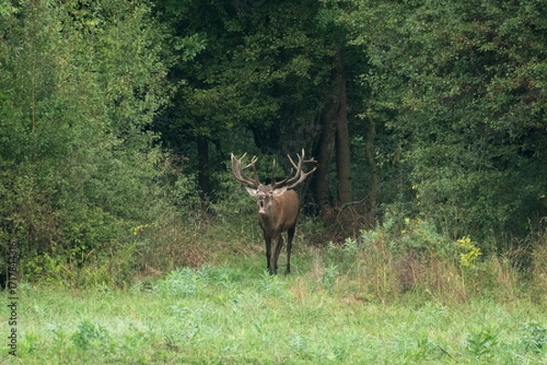 Fototapeta Red deer with big antlers in mating season	