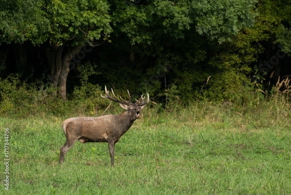 Fototapeta Red deer with big antlers in mating season	