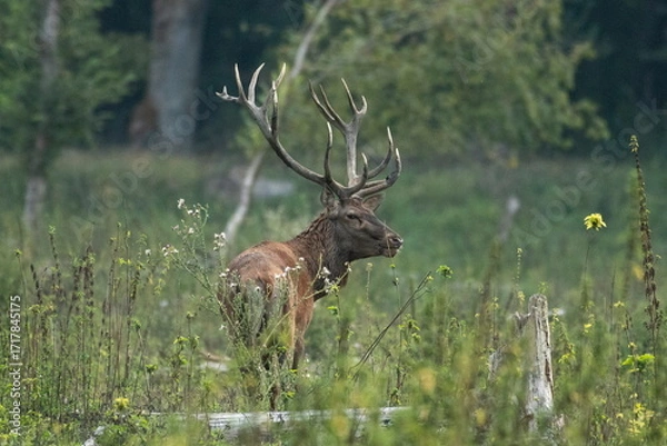 Fototapeta Red deer with big antlers in mating season	