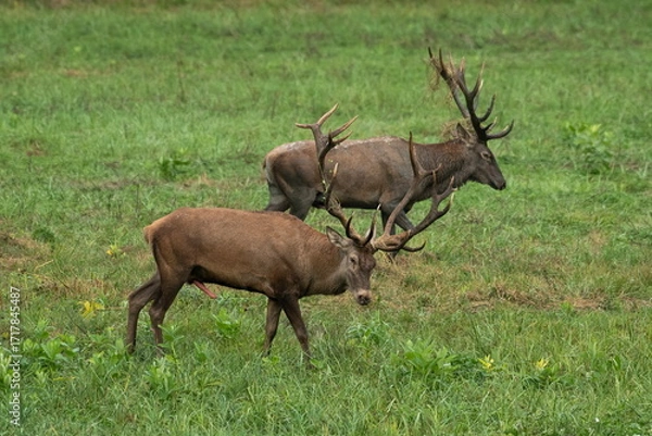 Fototapeta The fight of large deer in the natural habitat	