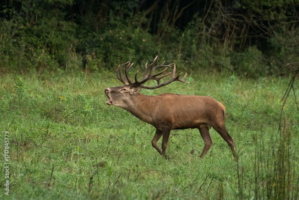 Fototapeta Red deer with big antlers in mating season	
