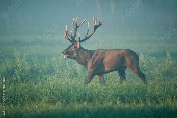 Fototapeta Red deer with big antlers in mating season	