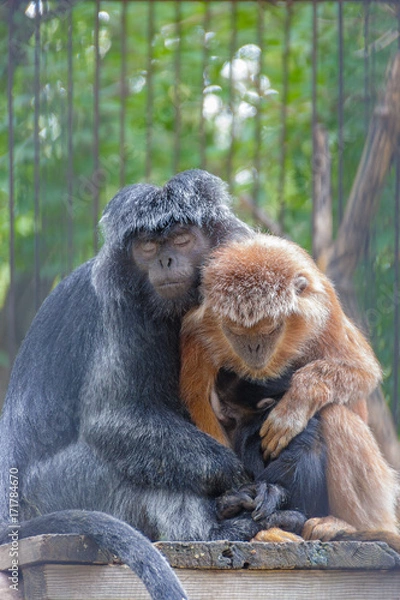 Obraz same as people