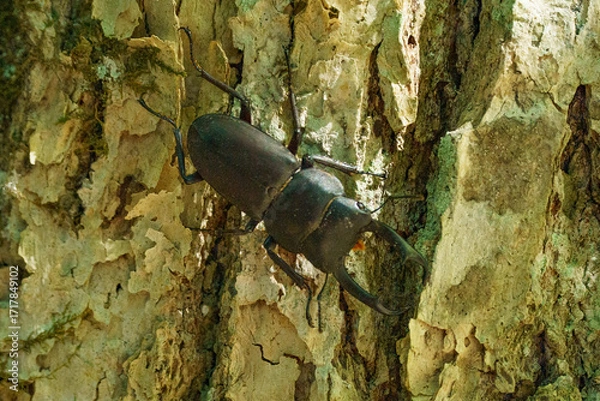 Obraz 北海道の昆虫