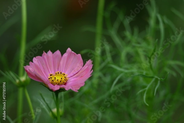 Fototapeta 秋風に揺れて咲く