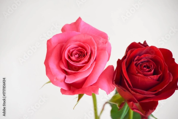 Fototapeta ピンクと赤のばら