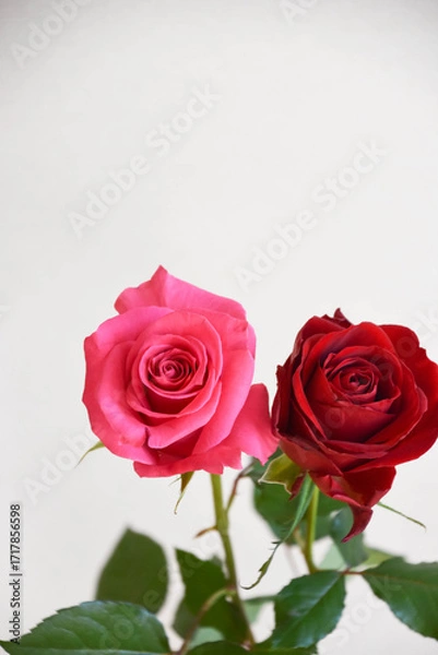 Fototapeta ピンクと赤のばら