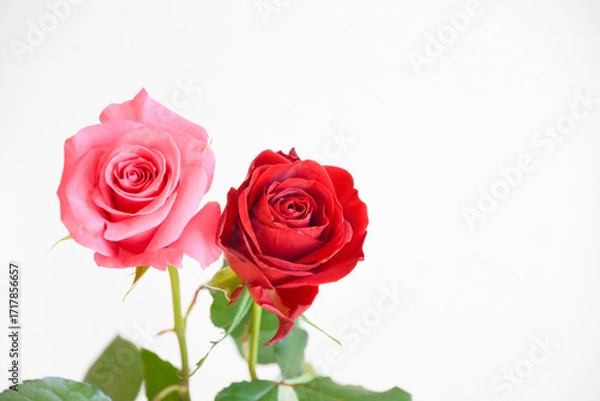 Fototapeta ピンクと赤のばら