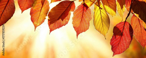 Fototapeta vibrant display of autumn leaves in hues of red and orange, illuminated by sunlight, creating a warm and inviting atmosphere.