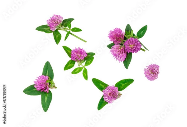 Fototapeta Clover flowers isolated on a white background, contour