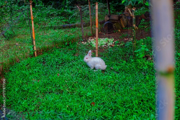 Fototapeta The natural background of nature in rural communities with rice fields and grasslands near large mountains is a beauty that can be found in northern Thailand such as Chiang Mai, Chiang Rai.