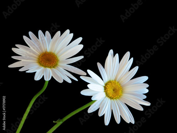 Fototapeta Two Daisy flowers