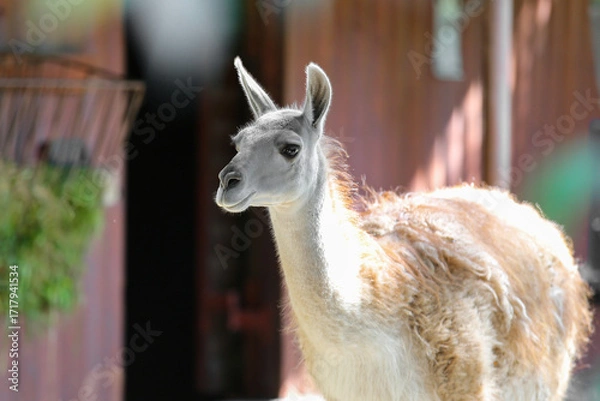 Fototapeta Baby guanaco at the zoo on a sunny day