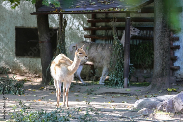 Fototapeta Baby guanaco at the zoo on a sunny day