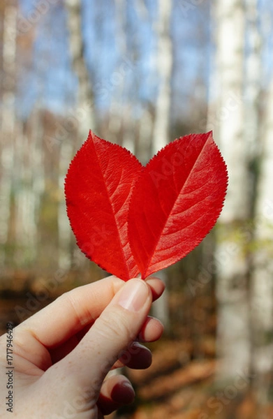Fototapeta Woman in an autumn forest holds red autumn leaves in her hand, against the backdrop of a birch grove. It's a sunny autumn day in the forest. Autumn concept