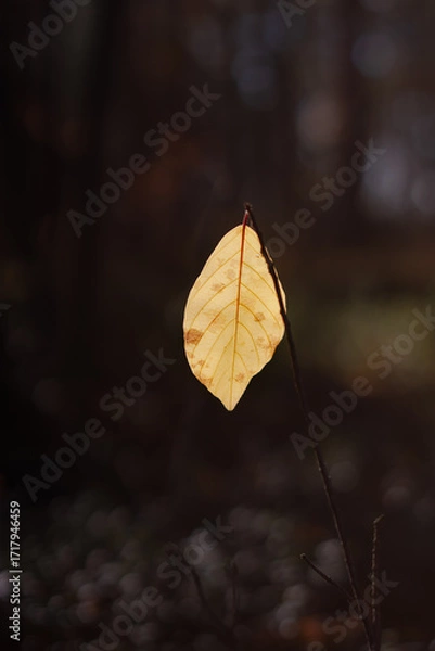 Fototapeta Dark autumn forest background, a single yellow autumn leaf. Loneliness, sadness, sorrow. Autumn concept