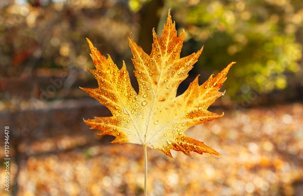 Fototapeta Orange bright maple leaf on the background of a sunny autumn park