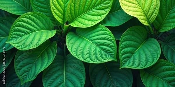 Fototapeta Lush Greenery A Close-Up View of Vibrant, Deep Green Leaves with Intricate Veining, Showing the Natural Beauty and Texture of Abundant Foliage