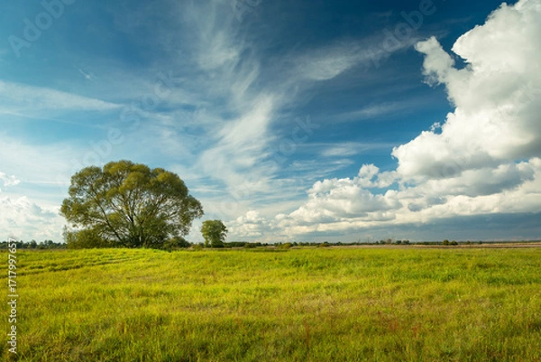 Fototapeta White clouds and blue sky over a green meadow with a tree