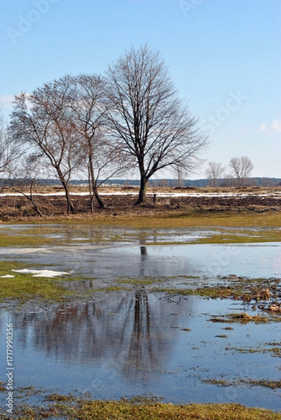 Obraz trees on the shore