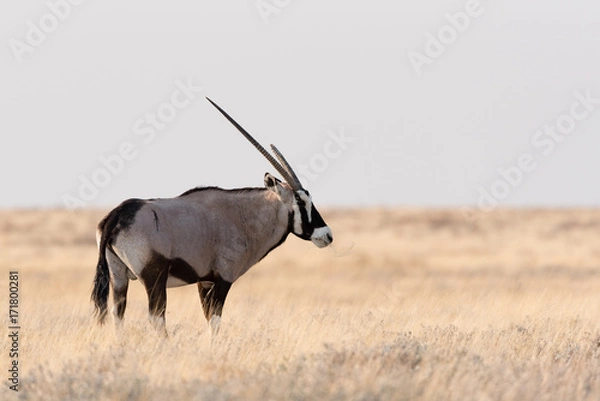 Obraz Oryx