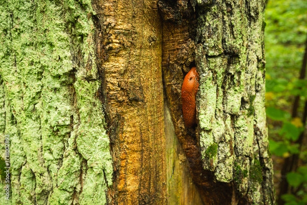Fototapeta A brown snail without a shell on a tree trunk