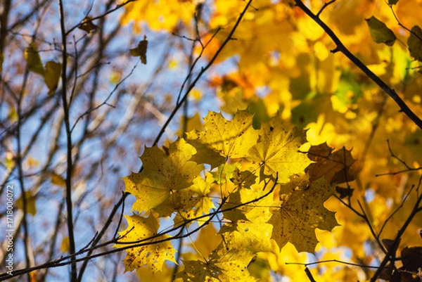 Fototapeta Yellow maple leaves on the branches illuminated by the sun